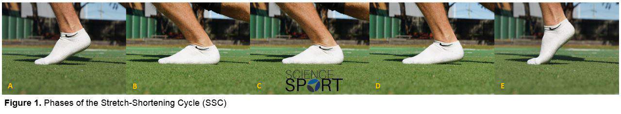 Phases of the stretch shortening cycle (SSC)
