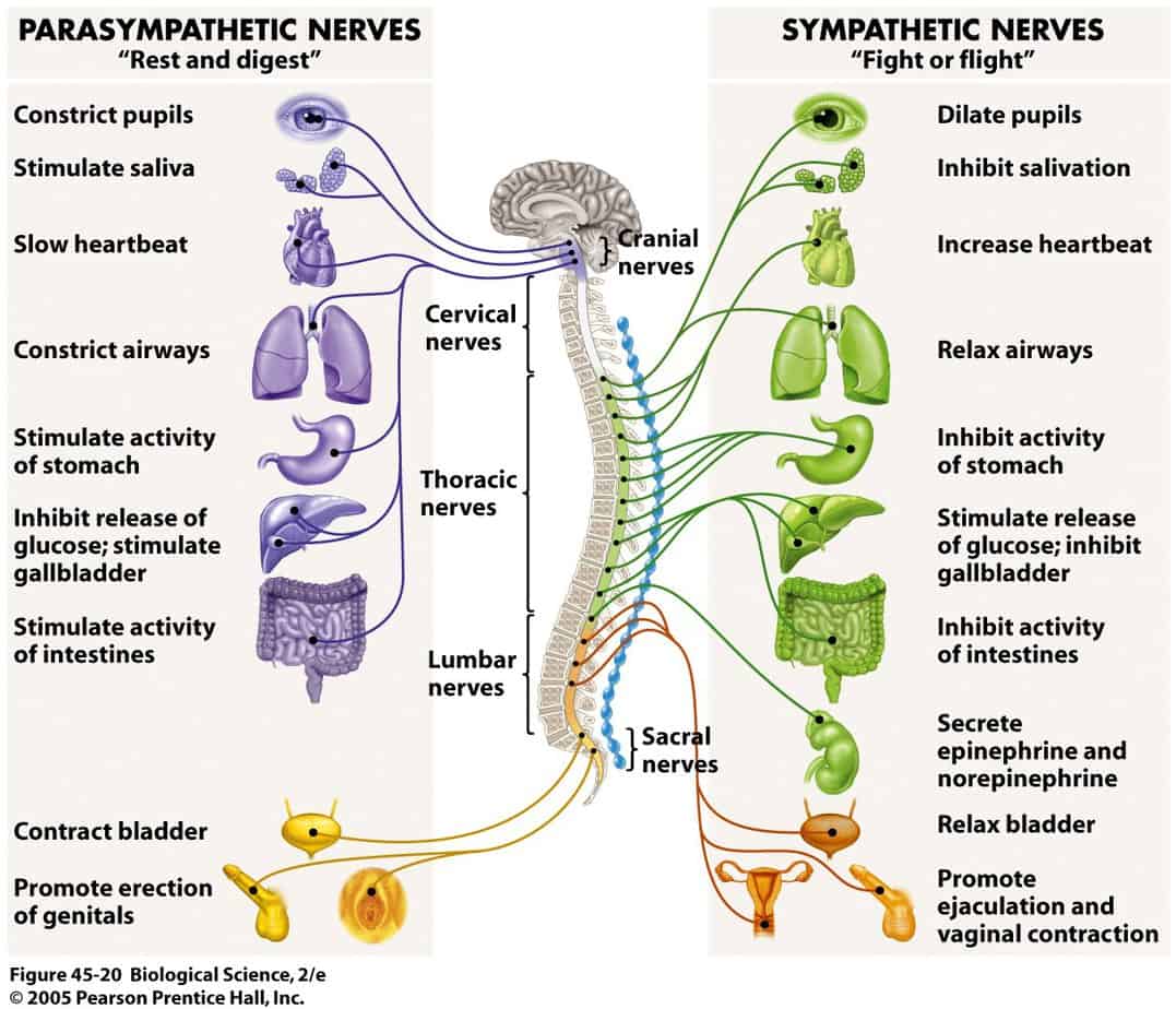 The Autonomic Nervous System